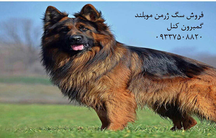 سگ ژرمن ارزان قیمت