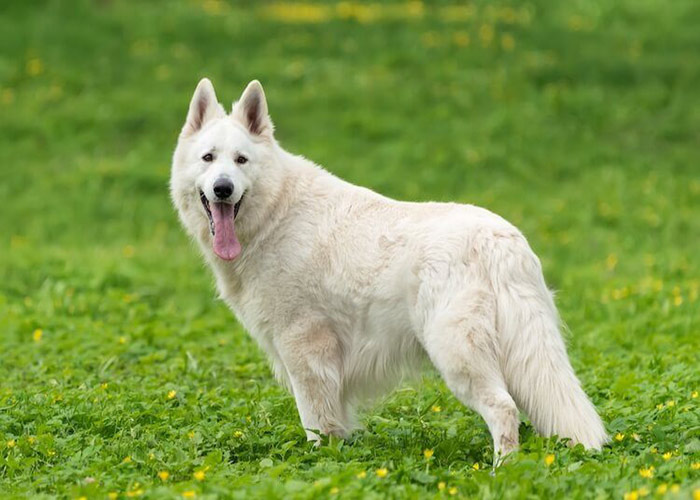 قیمت سگ ژرمن شپرد سفید