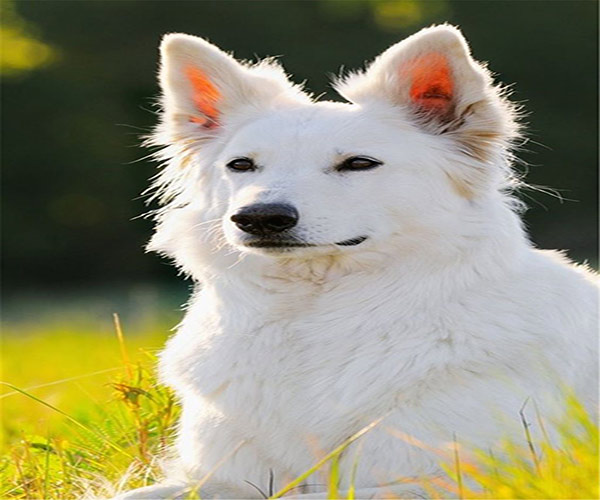 سگ ژرمن شپرد سفید