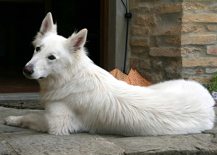 German-white-dog