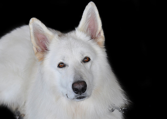 German-white-dog