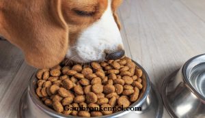 مکمل غذایی سگ چیست