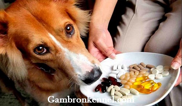 انواع ویتامین و مکمل سگ