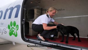 وسایل مورد نیاز برای سفر هوایی با سگ