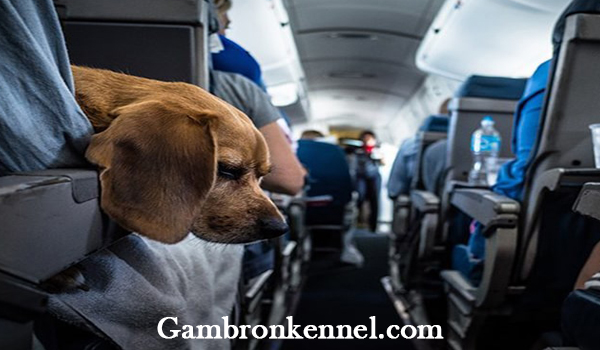 وسایل مورد نیاز برای سفر هوایی با سگ