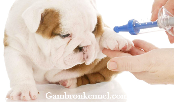 اهمیت استفاده از واکسن سگ