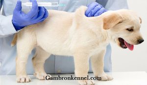 اهمیت استفاده از واکسن سگ