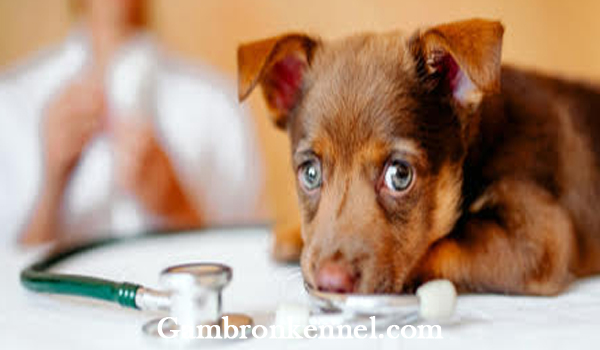 مراقبت بعد از واکسن سگ
