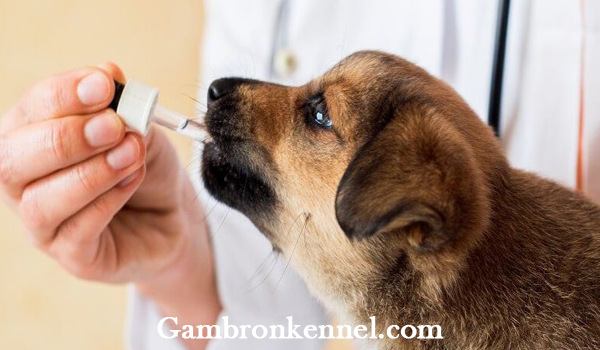 مراقبت بعد از واکسن سگ