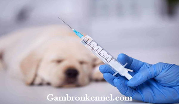 نحوه تزریق واکسن سگ