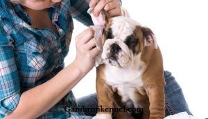 آموزش تمیز کردن گوش سگ