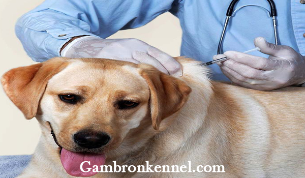 بیماری ديستمپر سگ چیست؟