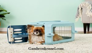 معرفی انواع قفس و باکس مناسب برای سگ