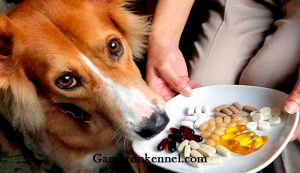 ویتامین های مورد نیاز سگ ها