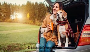 چک لیست ضروری برای سفر جاده ای با سگ ها