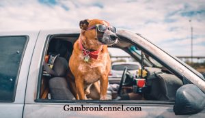 راهنمای سفر کردن با سگ با ماشین