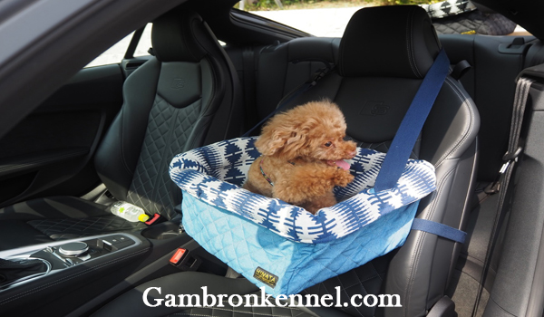 ضرورت استفاده از باکس حیوانات خانگی هنگام سفر با خودرو