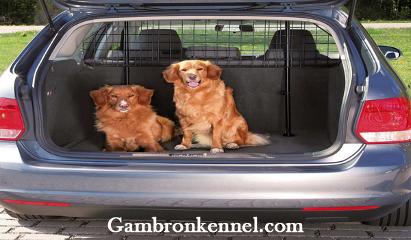 مراقبت از سگ داخل ماشین