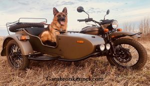 جا به جایی سگ با موتورسیکلت