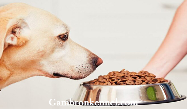 غذای پر انرژی برای سگ