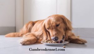 بهترین غذای پر انرژی برای سگ